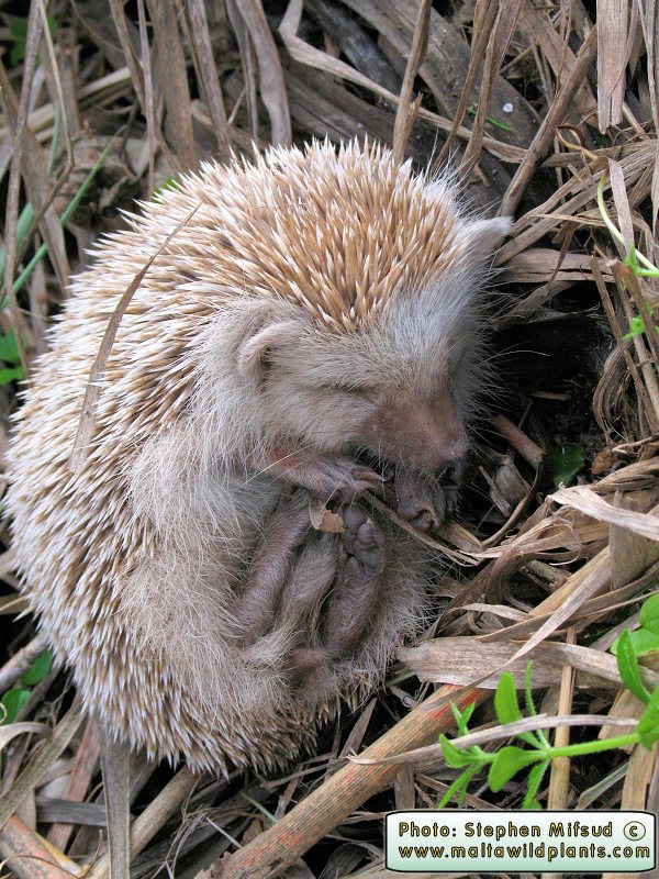 VagrantHedgehog1.JPG