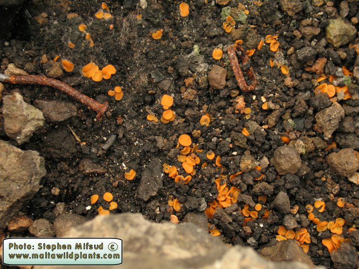 CharcoalFungi1.JPG