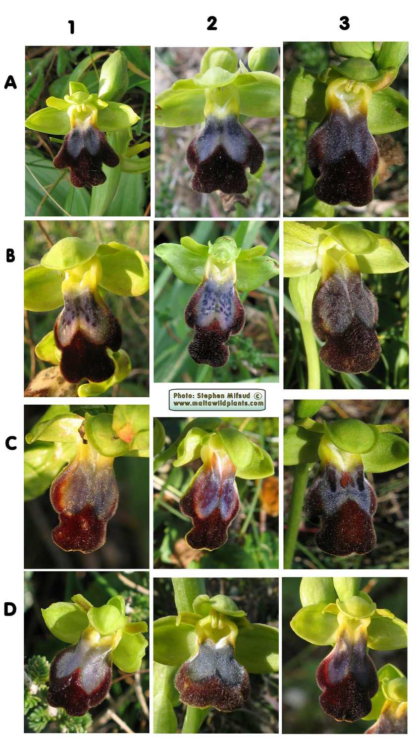 Chart of 12 flowers of O. fusca showing the range of variation it offers.