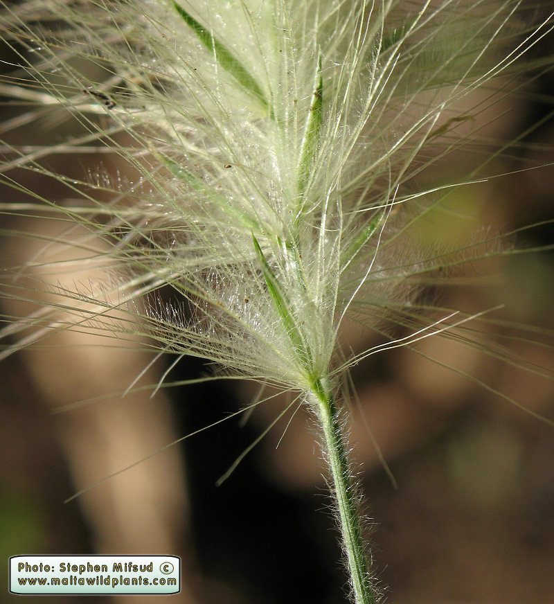 Showy_grass3.JPG