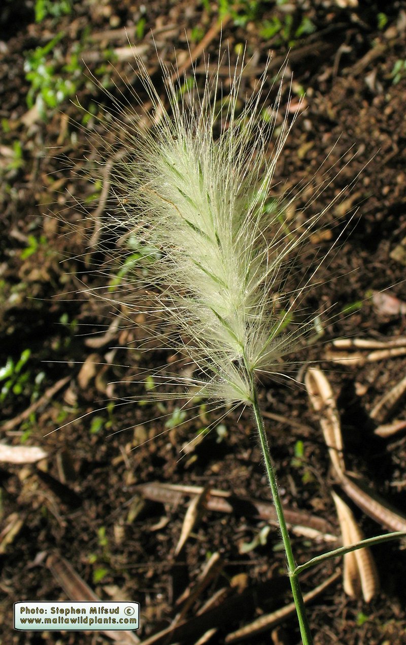 Showy_grass2.JPG