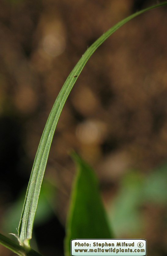 Showy_grass1.JPG
