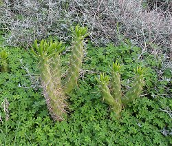 ACCTT-Acanthocereus_tetragonus_t2.jpg
