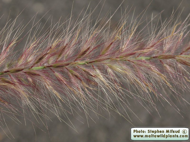Pennisetum_set2.jpg