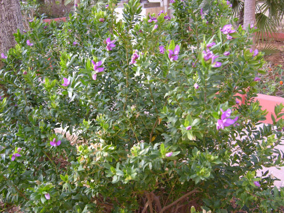 Resized from outside Mosta dome S6300705.jpg