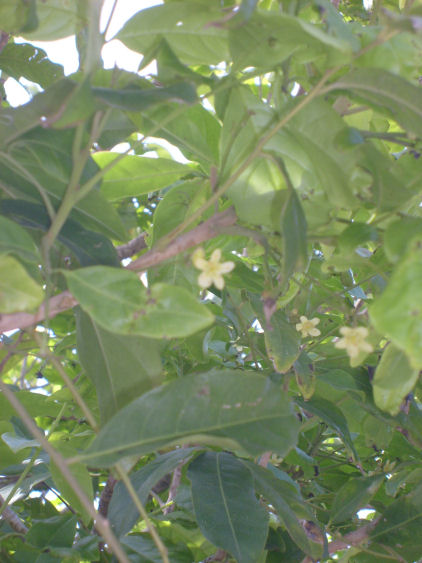 S6300971R.jpg