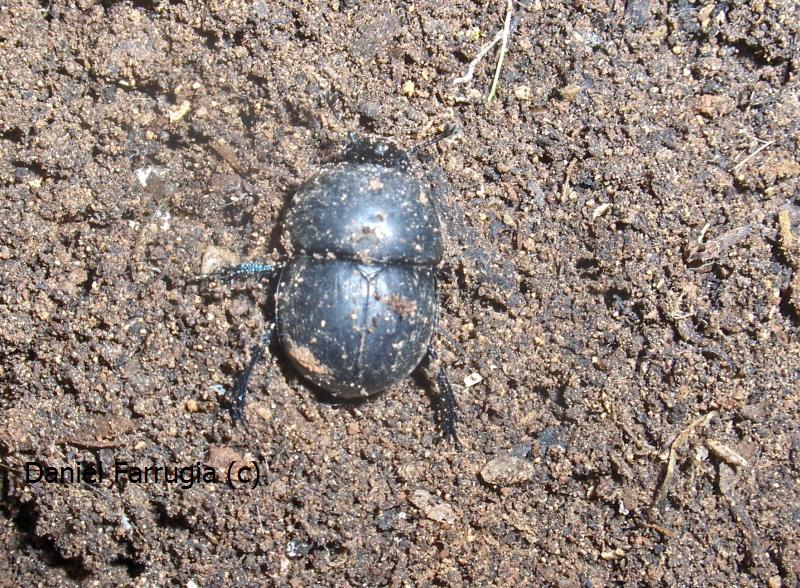 Cute bug