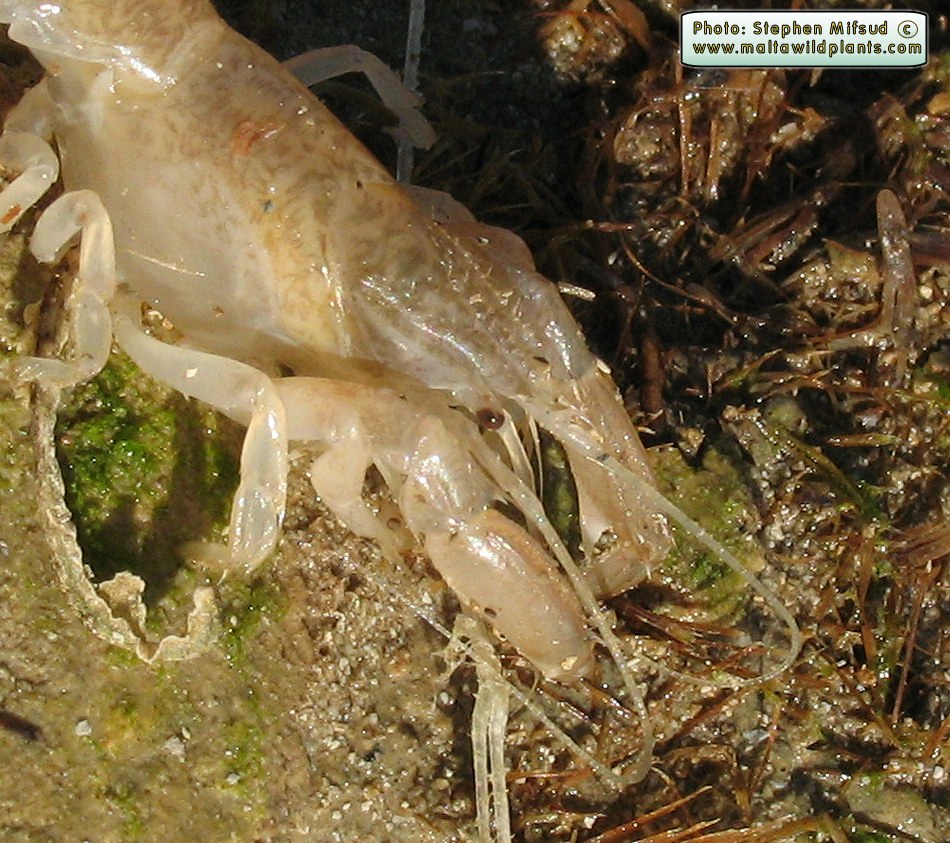 Shrimp2.jpg
