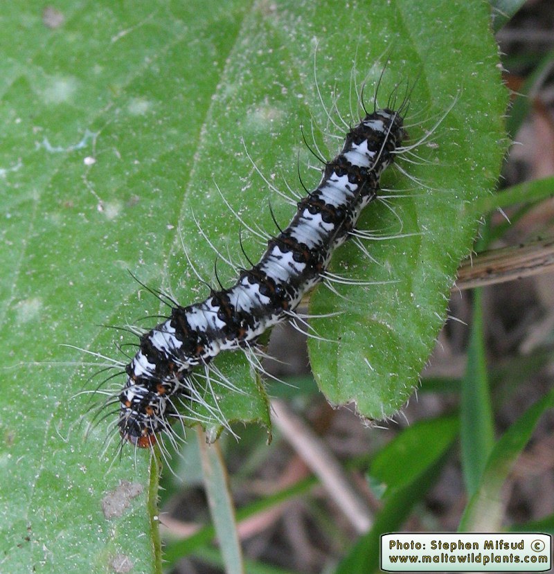 Larvae.jpg