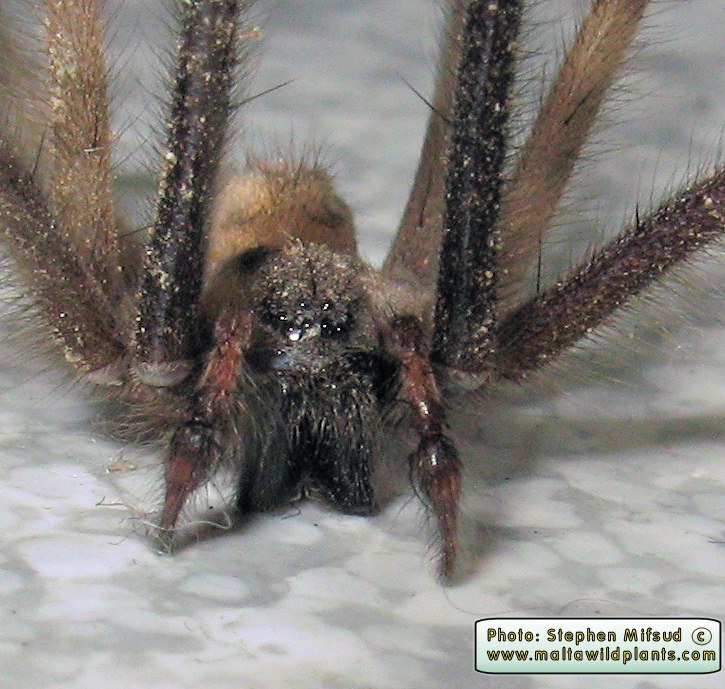 LongLegsSpider_b.JPG