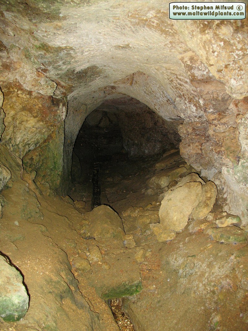 Photo of the cave from which the spiders were residing