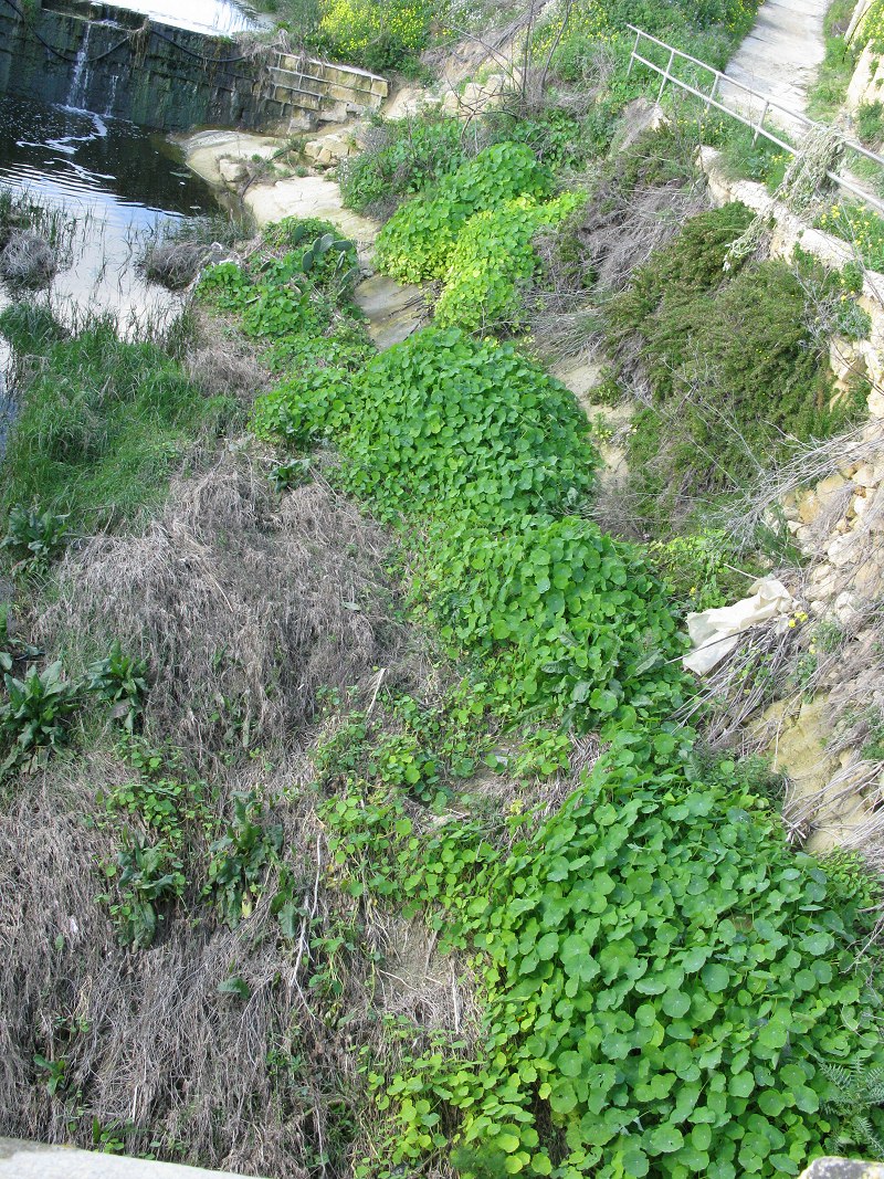 This stretch was 120m long and up to 1km, there were scatters plant of Nasturtium.