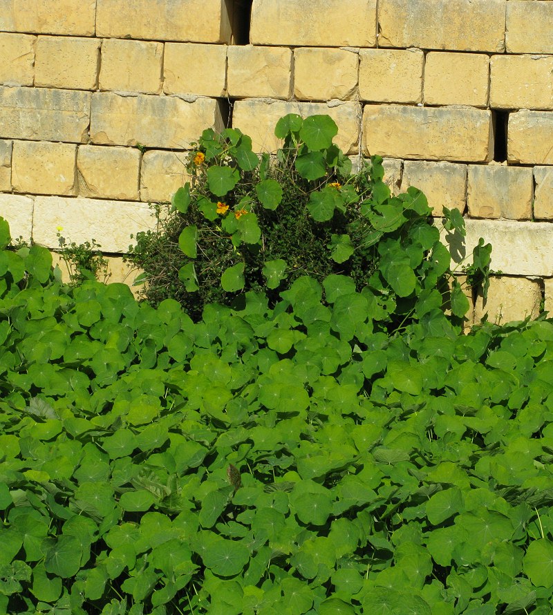 The Maltese flora is below