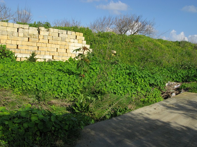Large populations of Tropaeolum majus with their large umprella like leaves.