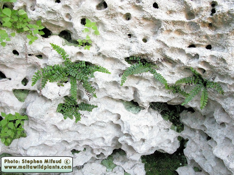 Asplenium.jpg
