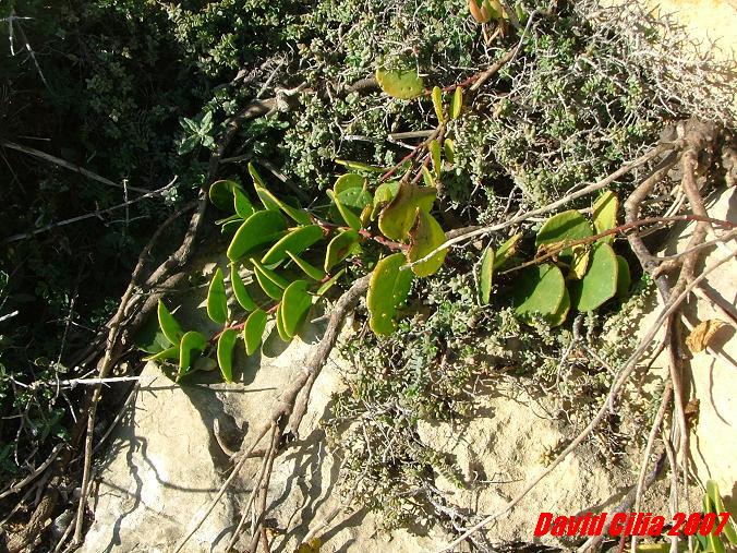 Capparis orientalis and Crucianella rupestris some centimetres away from the edge of a dangerous type of cliff :)