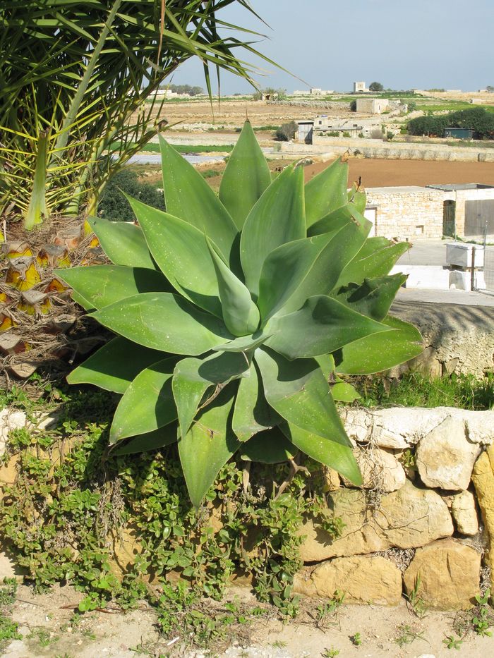 Agave.jpg