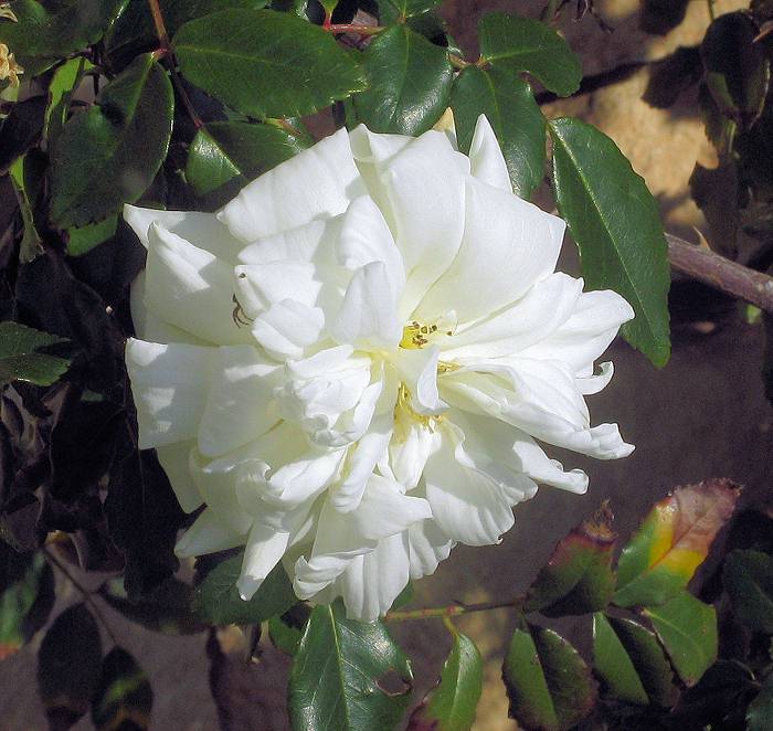 Rosa1b.JPG