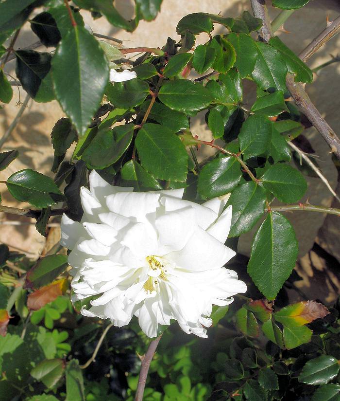 Rosa1.JPG