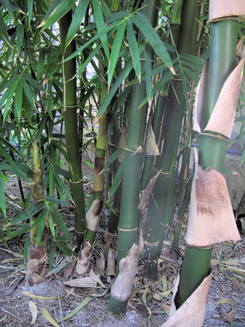 BambooLike3.JPG
