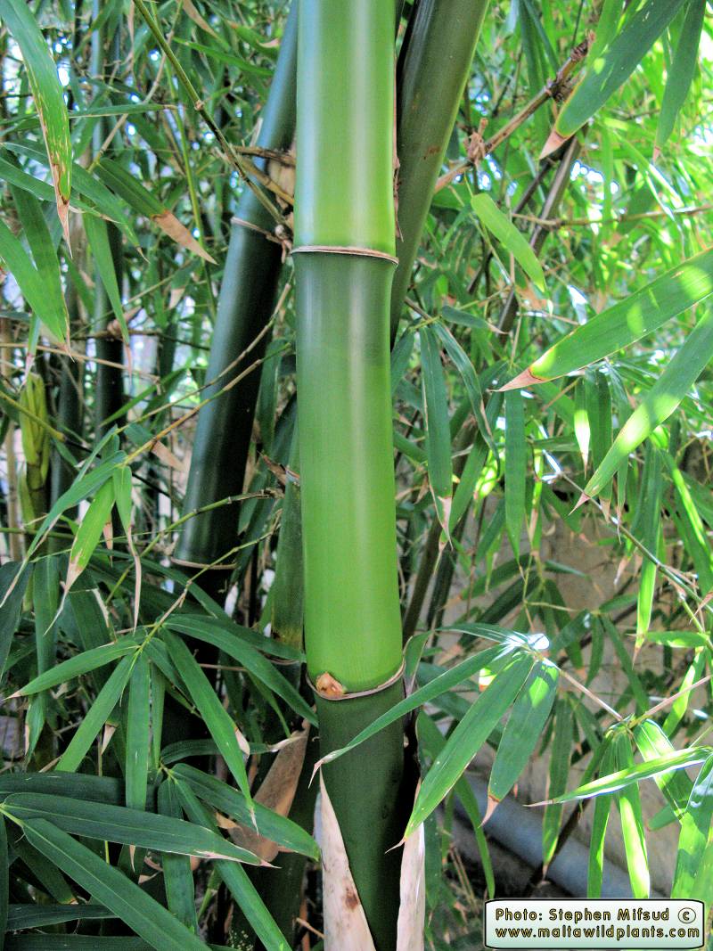BambooLike2.JPG