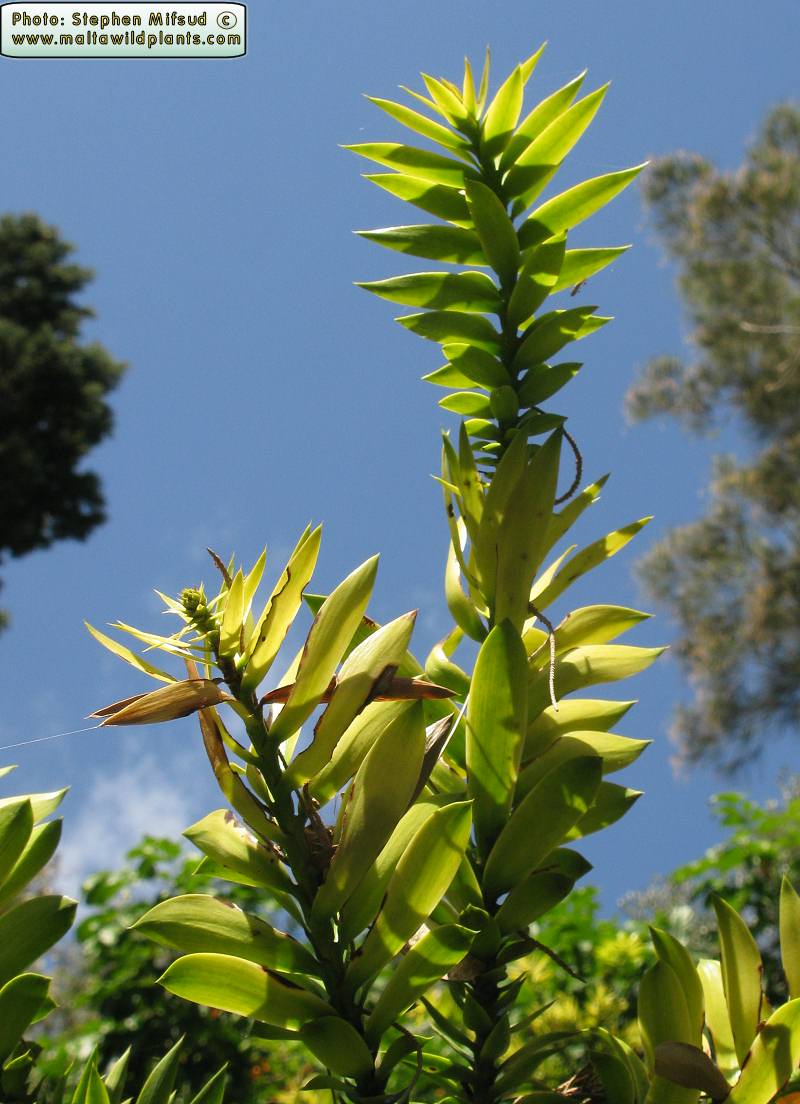 UnknownTree3.JPG