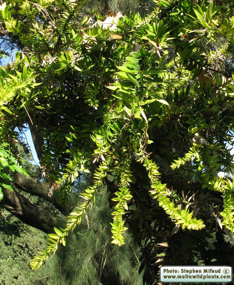 UnknownTree2.JPG