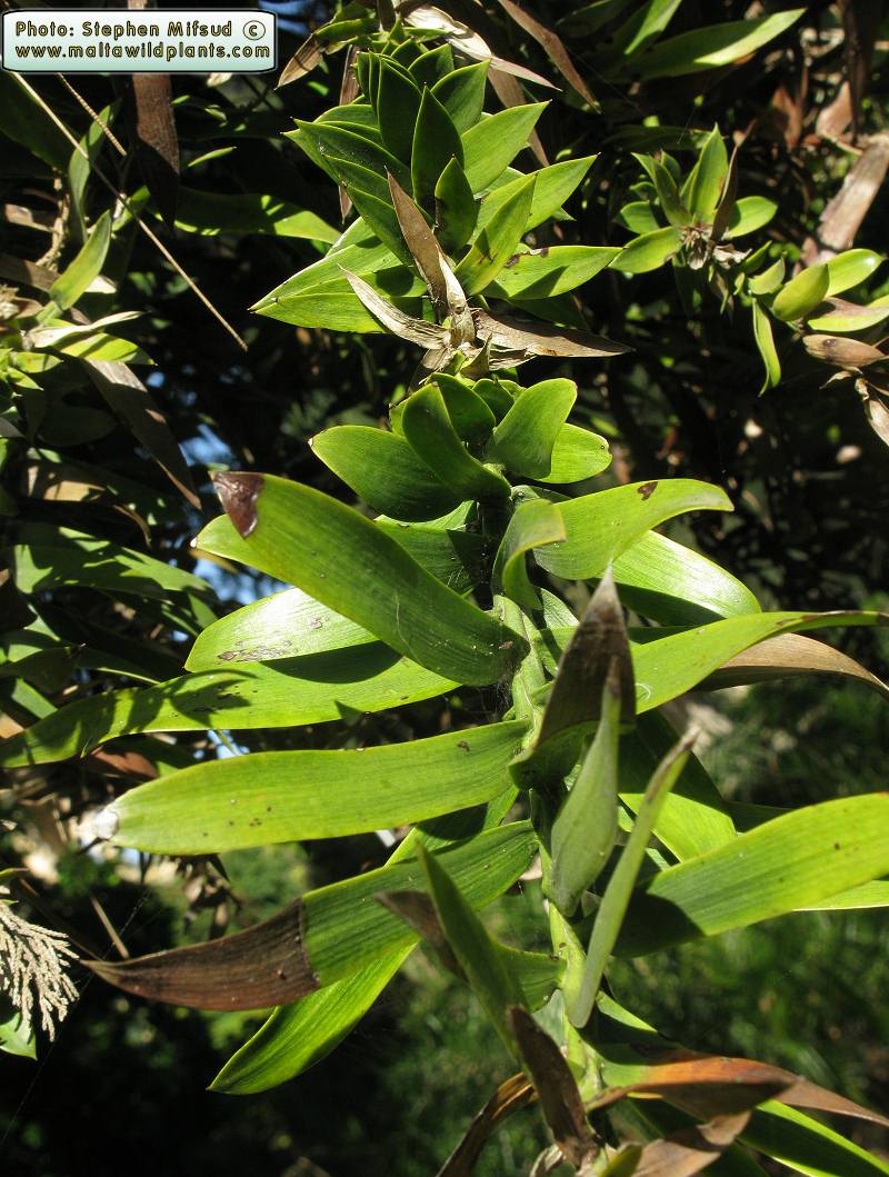 UnknownTree1.JPG