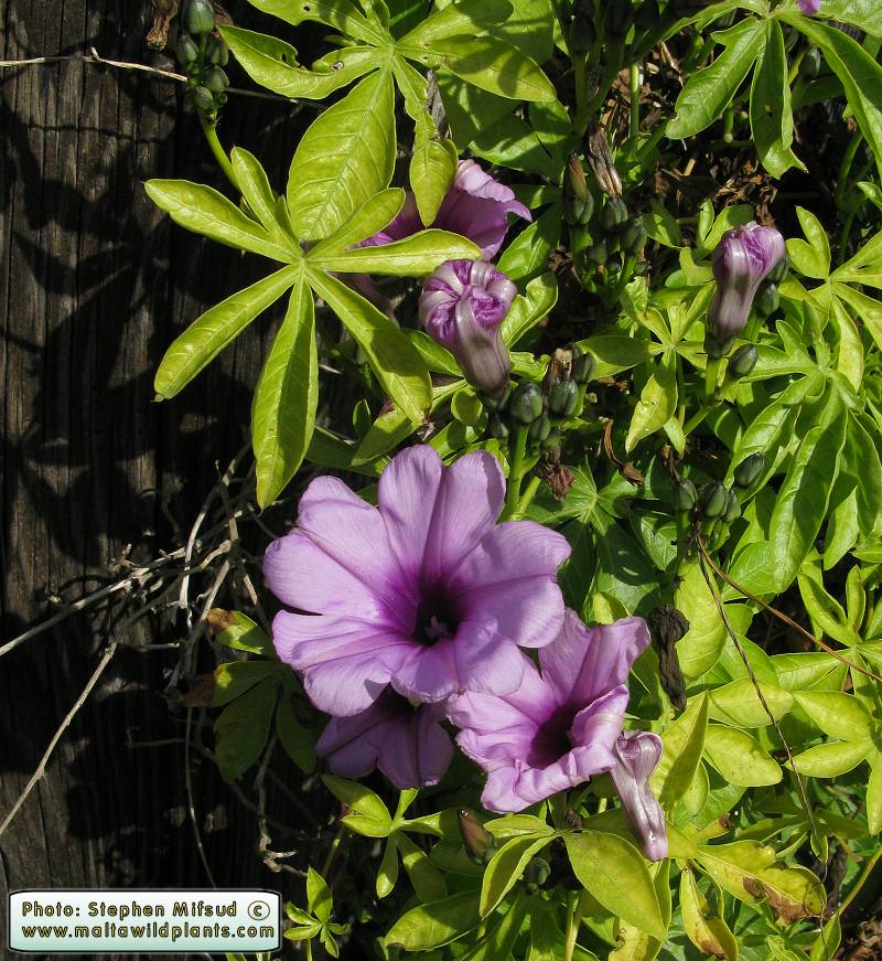 Ipom0444.JPG