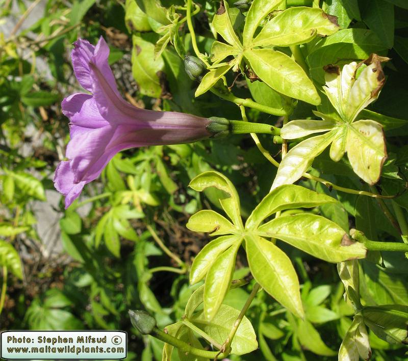 Ipom0442.JPG