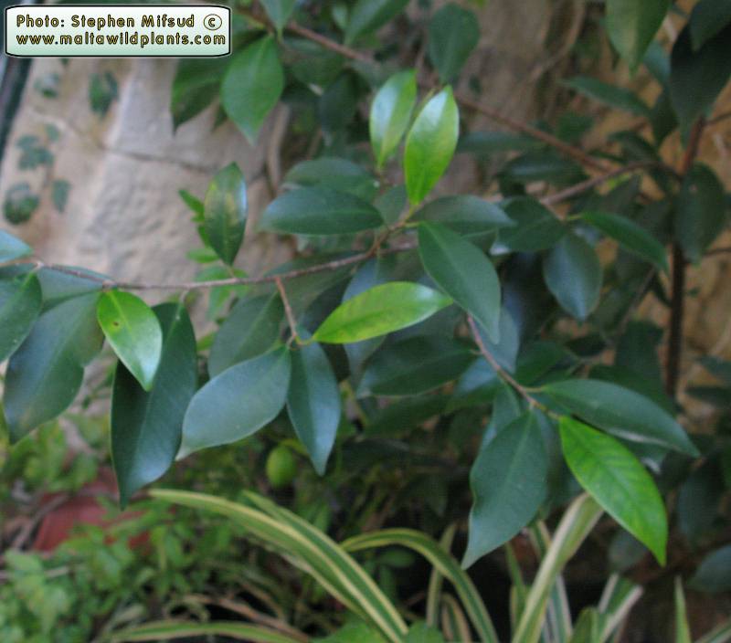 DarkGreenLeaves2.JPG