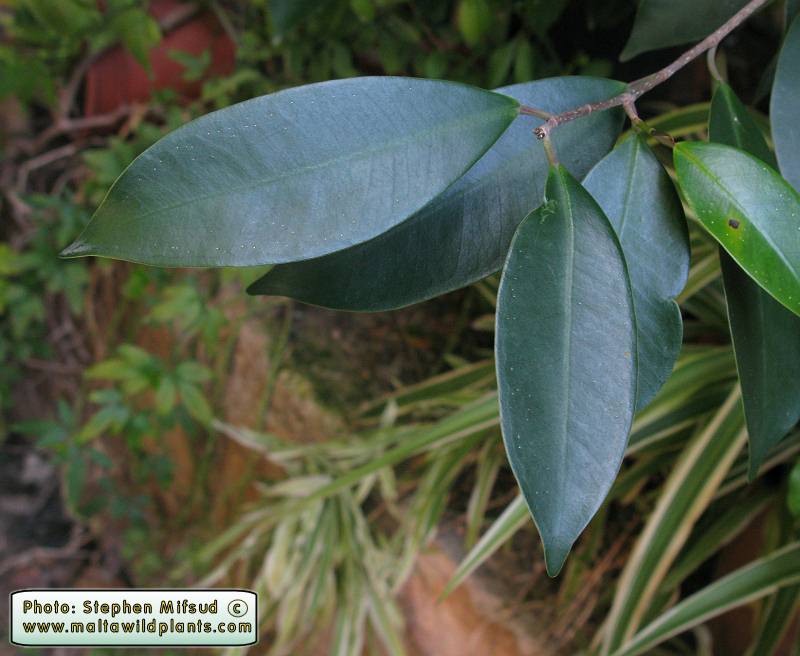 DarkGreenLeaves1.JPG