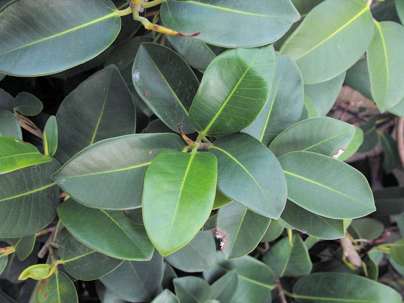 Ficus_MediumSizedLeaves2.JPG