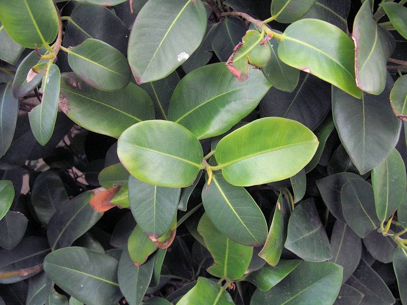 Ficus_MediumSizedLeaves1.JPG