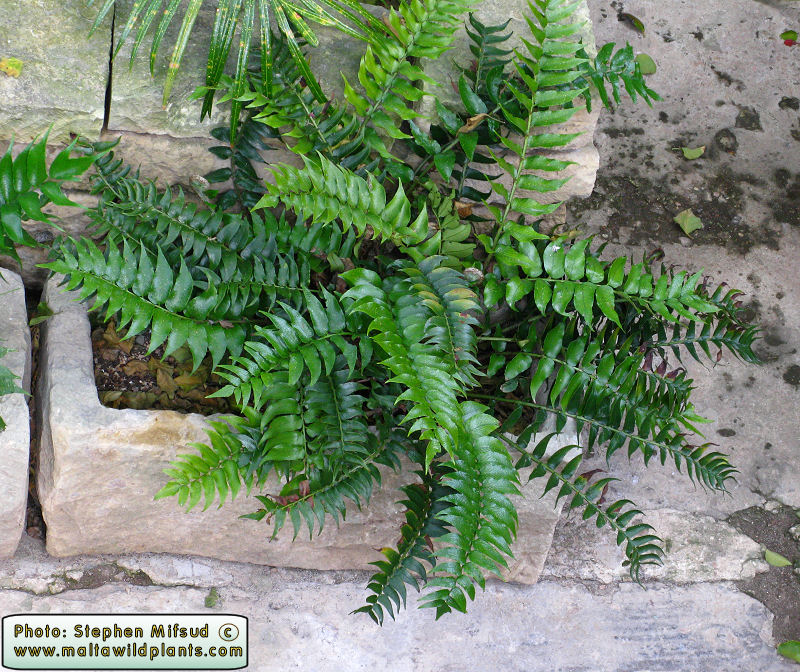 Fern.JPG