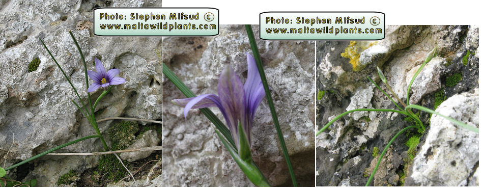 Romulea melitensis ?