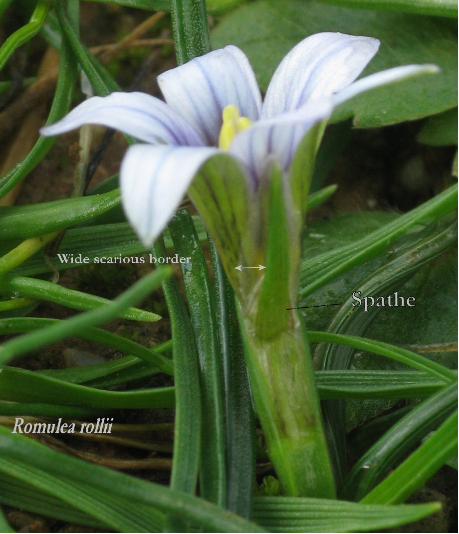 Typical Romulea rollii with a spathe having a wide scarious border. (sorry the low quality photo)
