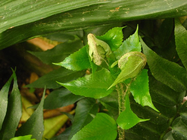 the circinnate vernation or what is it called