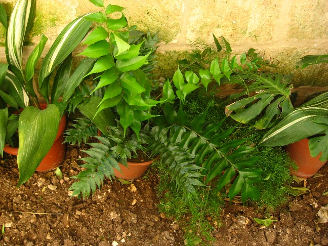the whole fern