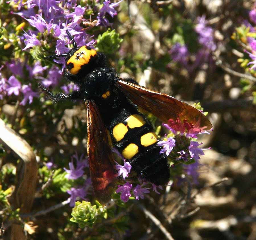 insect 8162a.jpg