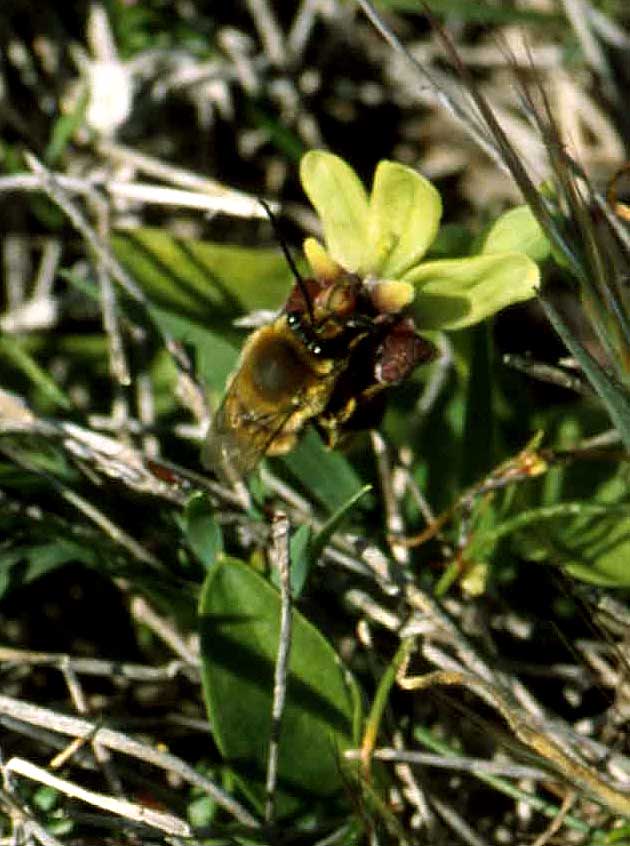 Biene auf Ophrys bombyliflora C-39a.jpg