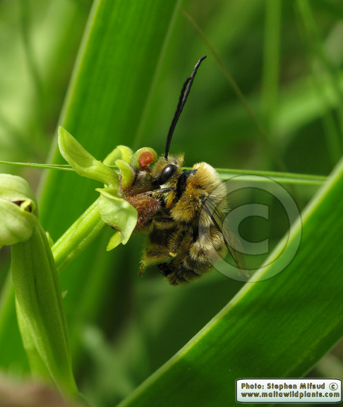 A male bumblebee trying to copulate with a female-looking  flower of Ophrys bombyliflora, which also gives off an odour that resembles that of a female bee. March 2008, Malta