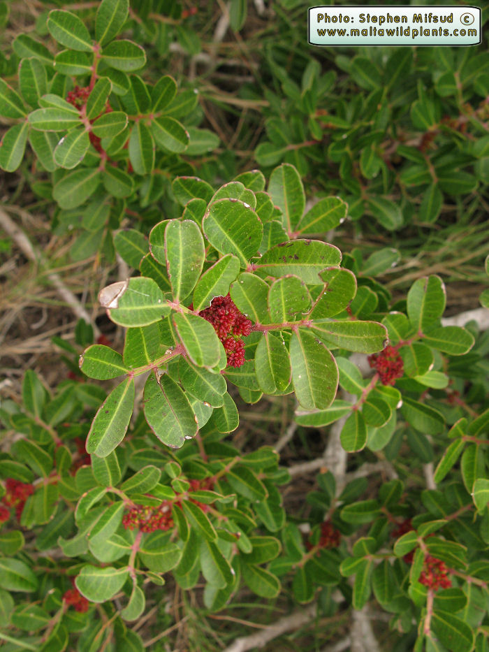 Pistacia2.jpg