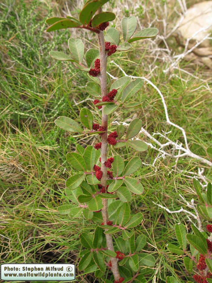 Pistacia.jpg