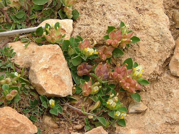 Tripodion tetraphyllum