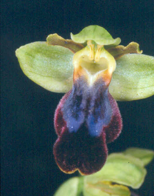 An O. mesaritica snapped in Crete, in the Massara plain, on February 11, 2002.
<br />The ridges are also present, but the plants is a much earlier flowering one, with a somewhat smaller lip, the underside of which is not red.