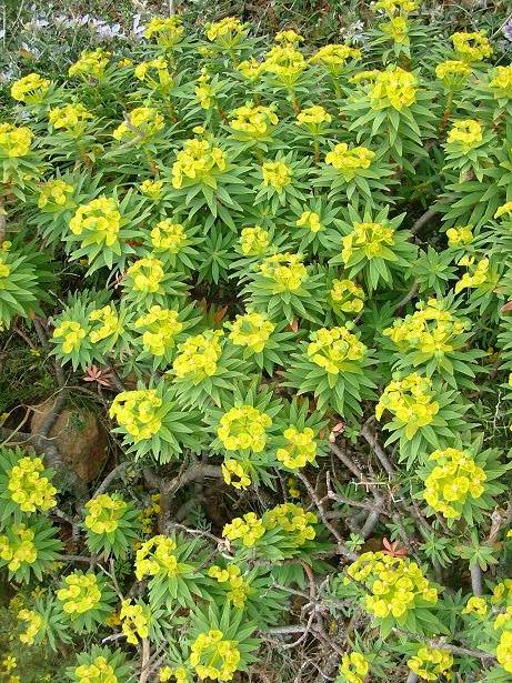 Euphorbia melitensis