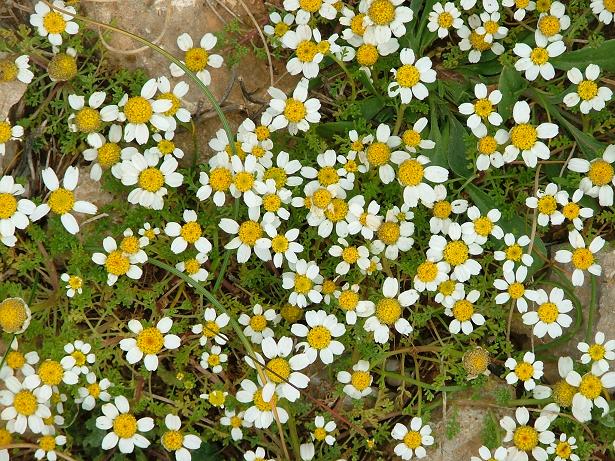 Anthemis urvilleana carpet
