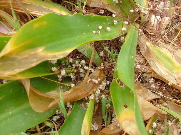 Cuscuta epithymum (flowering)