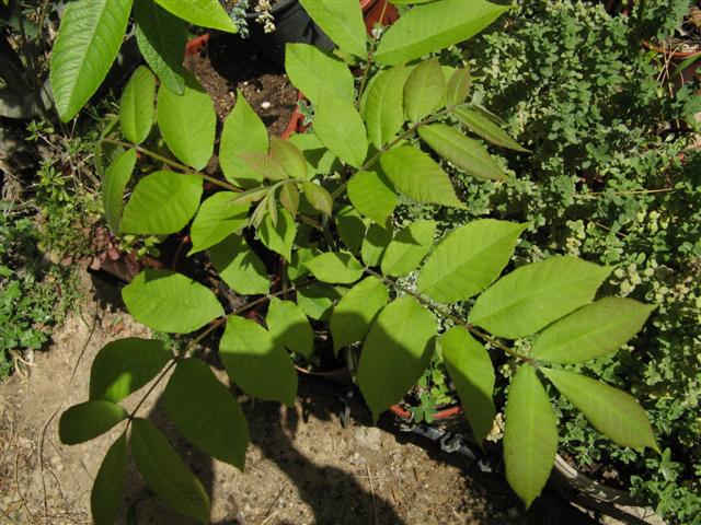 pecan